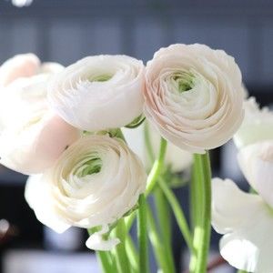 Meet your Posher, Aurora